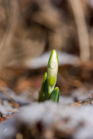 Snowdrop Galanthus nivalis in the forest close-up. Macrophotography of snowdrops with snow. Tender first flowers make their way through the snow. Concept of the arrival of spring. Soft focus.の写真素材