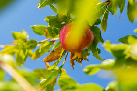 Ripe juicy pomegranates in the garden close-up. Pomegranate fruits ripen on the tree. Bright...