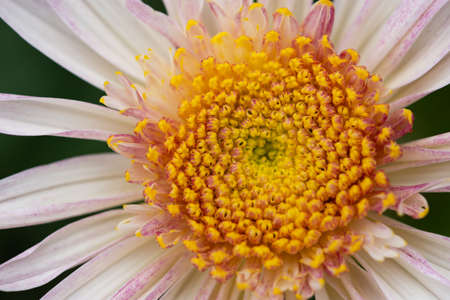 Background of pink chrysanthemums close-up. Beautiful delicate chrysanthemums bloom in the autumn...