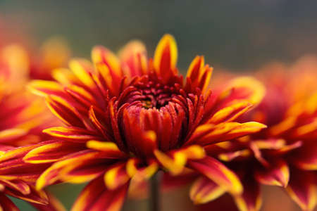 Background of orange chrysanthemums close-up. Beautiful bright chrysanthemums bloom in the autumn garden. Macro background top view selective focus. Flower design Wallpaper greeting cards calendarの写真素材