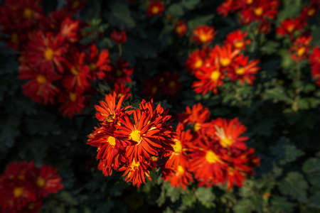Red and yellow chrysanthemums on a blurry background close-up view from above. Beautiful maroon...