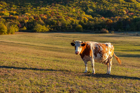 One red-and-white cow grazes in a meadow against the background of a forest. Autumn colorful landscape. Bright fire color of the cow. Portrait of a pet. The Baydar valley, Crimea