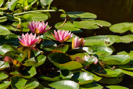 Pink lotuses bloom on an ornamental pond in the garden. Lotus flower Marliacea Rosea or pink water...