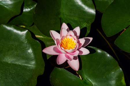 Pink lotuses bloom on an ornamental pond in the garden. Lotus flower Marliacea Rosea or pink water...