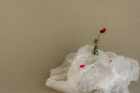Flower in a plastic bag. The concept of environmental protection. World environment day, recycling of plastic waste, plastic base with a beautiful field poppy close-up. Careful attitude to nature.の写真素材