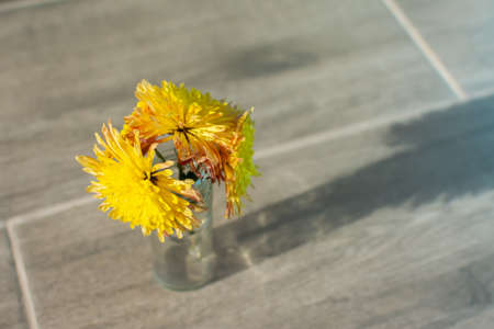 A bunch of yellow chrysanthemums in a glass vase on a gray background. Soft focus, blurry background...
