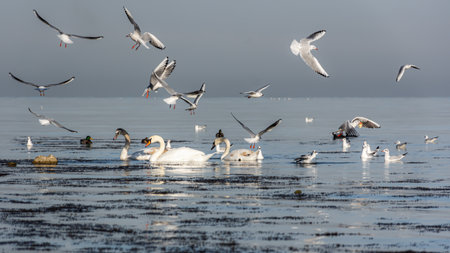 White swans swim in the sea. Beautiful birds arrived for the winter in Sevastopol. Graceful birds are monogamous. Wintering of migratory ducks, mallards, swans in the warm Black sea. A flock of gullsの写真素材