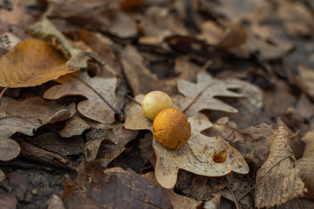 Mushrooms in the forest among oak leaves. Top view of the mushroom heads. Dangerous unknown orange mushrooms grow in the oak forest. Macrophotography. Fallen autumn leaves.の写真素材