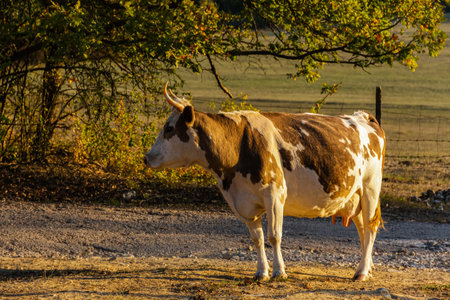 Red cow in profile on a blurry background of a summer landscape. A beautiful white-brown cow grazes...