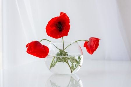A bouquet of red poppies on the table in a glass vase. Still life with wild flowers in the home interior. Soft focus, macrophotography of petals, stamens. Layout of a greeting card for Mother's Dayの写真素材