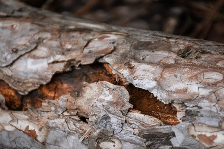 Texture of pine bark close-up. The bark is eaten by worms. The microtexture of the veins in...