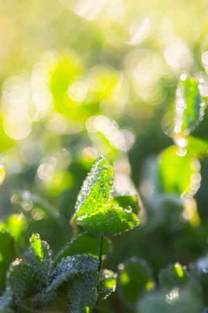 Clover in the morning dew drops.The natural background. Beautiful green grass on the background of the sun.Macro of dew drops on a blurred background with bokeh.Selective focus, full frame, copy spaceの写真素材