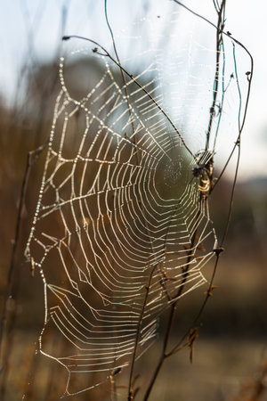 Background of the threads of a spider web with dew drops. Web macro. Abstract natural background in the sunlight with the blur. Shallow depth of field. Beautiful lines of a spider webの写真素材
