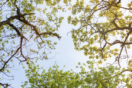 A view from below of the green foliage of the trees. Spring natural background.The concept of a good...