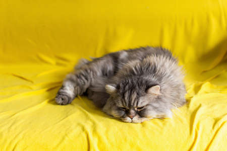 A gray cat on a yellow sofa background. A thoroughbred Scottish cat in the trending colors of 2021 ultimate gray and illuminating color. Portrait of a domestic fluffy cat lying on a yellow blanket.の写真素材