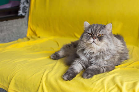 A gray cat on a yellow sofa background. A thoroughbred Scottish cat in the trending colors of 2021 ultimate gray and illuminating color. Portrait of a domestic fluffy cat lying on a yellow blanket.の写真素材