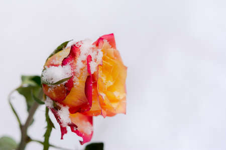A bouquet of beautiful orange-red roses in your hand. A declaration of love and feelings. Orange...