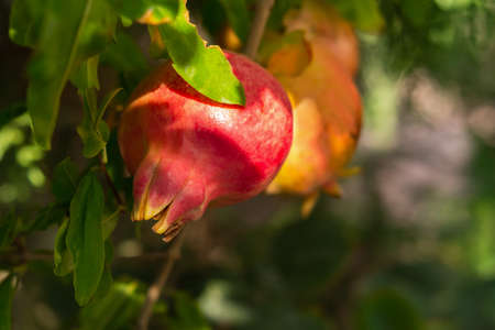 Red ripe pomegranates in the garden close-up. Punica granatum fruits ripen on the tree. Bright sunlight. Blurred background of leaves. The concept of vitamins and proper nutrition. Copy spaceの写真素材
