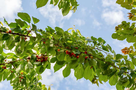 Cherries on the branches in the garden, beautiful ripe cherries. Large and ripe berries. The...