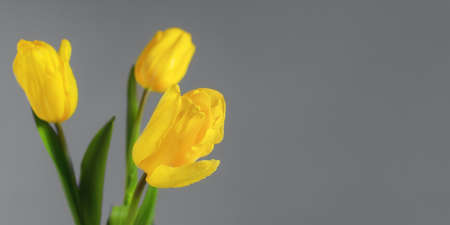 Yellow tulips with water droplets on a gray background. Horizontal banner in the trending colors of 2021 illuminating and ultimate gray. Beautiful bright layout for spring design. Macro, Copy spaceの写真素材