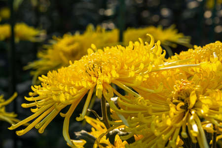 Background of yellow chrysanthemums close-up in bright sunlight. Autumn flowers in the garden. Soft focus, the warm rays of the sun, full frame. Natural autumn background for mother's day.Macroの写真素材