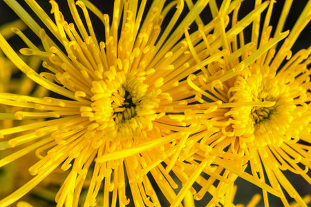 Background of yellow chrysanthemums close-up in bright sunlight. Autumn flowers in the garden. Soft focus, the warm rays of the sun, full frame. Natural autumn background for mother's day.Macroの写真素材