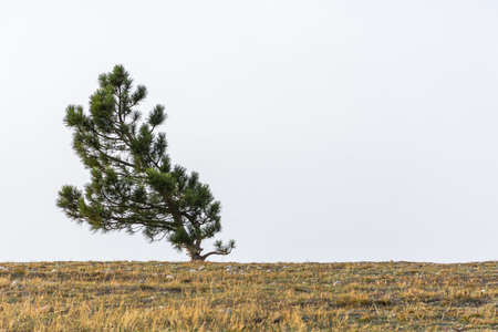 A lone pine tree grows on top of a mountain. Natural minimalism in restrained shades. Neutral atmospheric minimalist landscape with a curved tree on the horizon. Natural background with copy spaceの写真素材