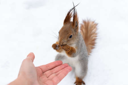 The squirrel eats a walnut from his hands. Winter bait for wild animals in the forest. The concept of kindness and humanity. Selective focus, close-up portrait.Tame and bold squirrels live in the parkの写真素材