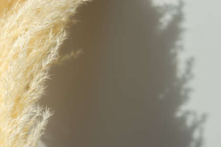 Pampas grass natural abstract background. Neutral tone, fashionable natural shadows, beige sand...