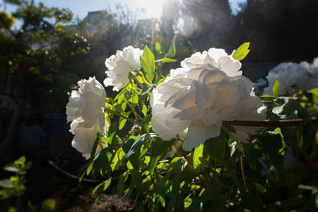 White peonies close-up blooming in the garden. Bright sunlight with colorful bokeh. Fragile delicate spring flowers in a flower bed. Blurred background, contour, bottom view. Flower growing, gardeningの写真素材