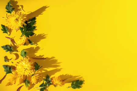 Yellow chrysanthemums composition on a yellow background. Bright autumn flowers with green leaves top view. The concept of the sun, Mother's Day, International Women's Day. Flat lay, copy spaceの写真素材