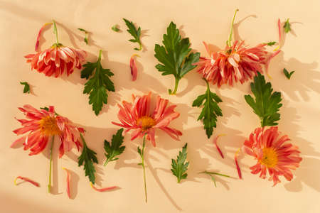 Creative composition of pink chrysanthemums on a beige background. Bright autumn flowers with green leaves top view. The concept of Mother's Day, International Women's Day. Flat layout, full frameの写真素材
