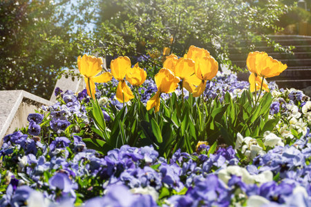 Yellow tulips and purple viola bloom in a flower bed in the park. Sunny spring day in the garden. Beautiful flowers in bright sunlight. Landscape gardening of parks. Concrete staircase with flowerbed.の写真素材