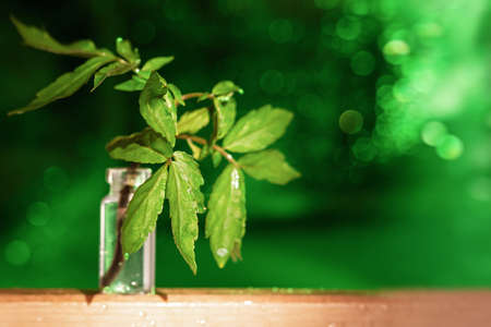 A green leaf in a glass vase on a green bright blurred background with bokeh. Morning summer still life, the concept of freshness, cheerfulness, success. Soft focus, green natural layout, copy spaceの写真素材
