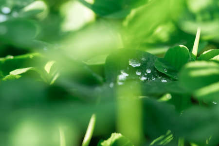Green clover leaves, macro dew drops. St. Patrick's Day. Blurred background with shamrock leaves. The concept of summer, morning freshness. Soft focus sun, summer natural background of green grassの写真素材