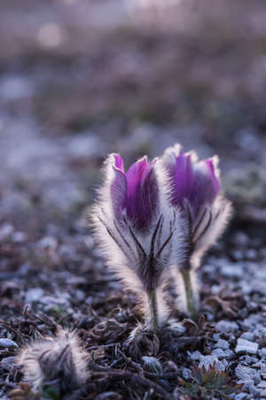 Dream-grass beautiful purple Pulsatilla patens blooms in spring in the mountains. Atmospheric spring...