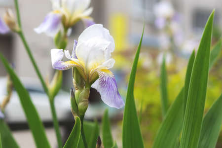 Irises lilac flowers close-up in the garden. Delicate spring flowers on a blurry green background. Atmospheric light background. Growing decorative flowers in a flower bed. Soft focus. Copy spaceの写真素材