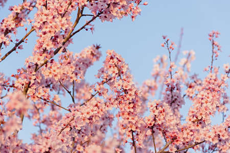Beautiful spring pink cherry plum blossom background. Abstract pastel delicate banner. A dreamy...