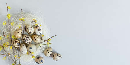 Easter quail eggs aesthetics still life. Festive Easter banner in neutral colors. Flat layout of the nest, flowering branches on a gray background. Happy Easter, greeting card design. Copy spaceの写真素材