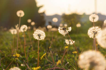 Dandelions are fluffy and beautiful in the field close-up. A background of dandelions in the warm sunset light. The concept of summer, freedom, and lightness. Atmospheric golden floral background.の写真素材
