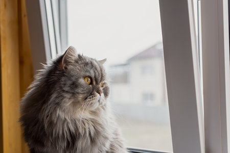 A fluffy Scottish cat looks out the window. The kitten sits on the windowsill and watches carefully. Orange eyes and a long mustache. A serious, thoughtful look. Portrait in profile. Copy spaceの写真素材