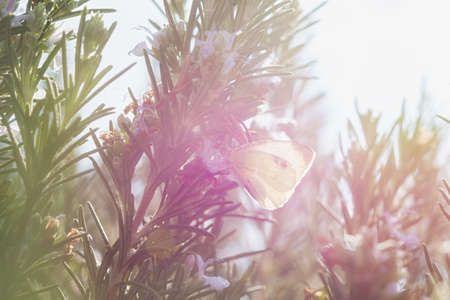 White cabbage butterfly on blue rosemary flowers. Day butterfly lat. Pieris brassicae feeds on nectar. Bright summer rays of the sun. Macro atmospheric blurred background. Concept, freedom, ease.の写真素材