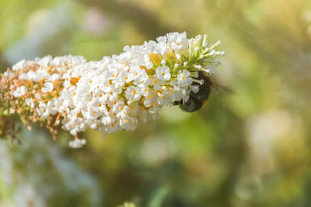 Bumblebee on the white flowers of David's Buddleia. Summer natural atmospheric background. The...