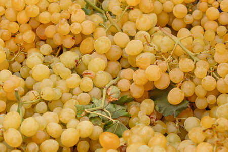 Green grapes on the market. Background of ripe bunches of white grapes. Full frame, top view....