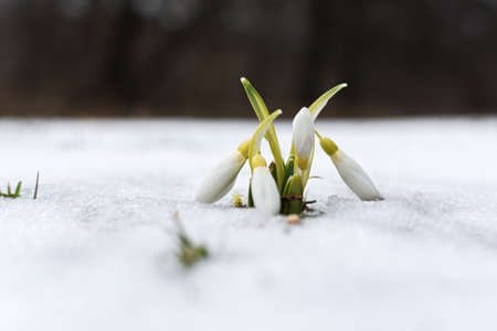 Snowdrops Galanthus nivalis close-up in the winter forest. Beautiful first spring flowers make their way through the snow. Blurry background, shallow depth of field. Macro, selective focus, copy spaceの写真素材