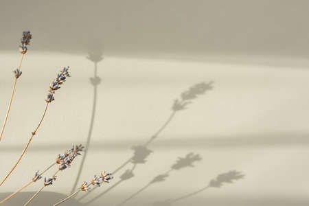 Dry lavender on a beige background top view. Natural light, beautiful shadows. Pastel gray still life. Dried lavender sprigs. The concept of production of oils, cosmetics, aromatherapy. Copy spaceの写真素材