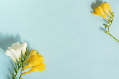 Mother's Day. Greeting card with yellow and white freesia flowers on a blue pastel background. Beautiful spring minimalistic design, creative composition in the form of a frame, flat lay. Copy spaceの写真素材