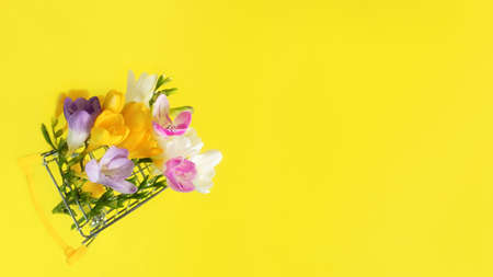 Mother's Day. Greeting card with yellow white freesia flowers on a bright yellow background. Beautiful spring design, horizontal floral banner, creative composition in a bucket. Women's Day, March 8の写真素材