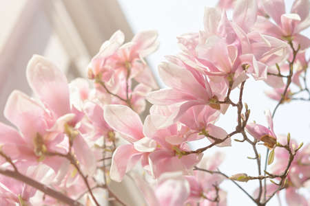 Beautiful pink Magnolia Soulangeana close-up blooms in the garden. Beautiful pink pastel spring...