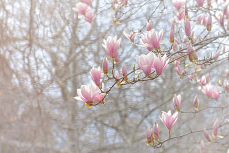 Beautiful pink Magnolia Soulangeana close-up blooms in the garden. Beautiful pink pastel spring...